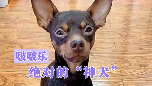 啵啵乐 一只绝对的“神犬”主人的话不但能听懂 还能完美的执行