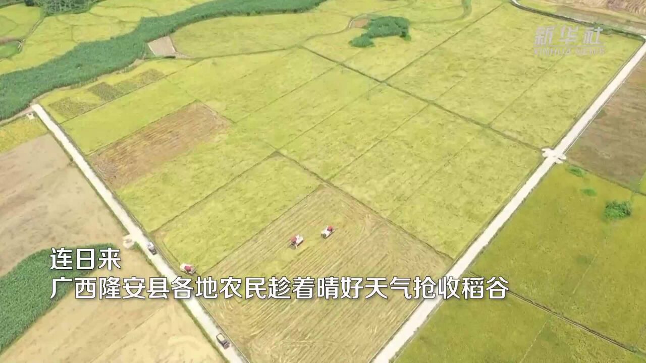 广西隆安:稻谷飘香 丰收在即