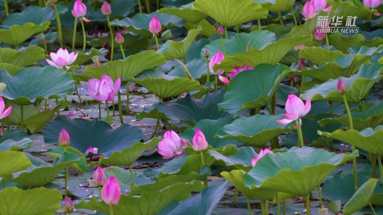 荷花绽放扮美城市