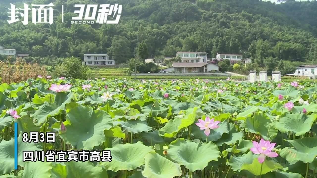 莲蓬进入采摘期 四川宜宾高县夏日荷塘采莲忙