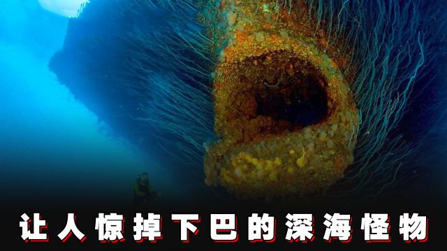 探秘深海鱼,6个让人毛骨悚然的深海怪物!