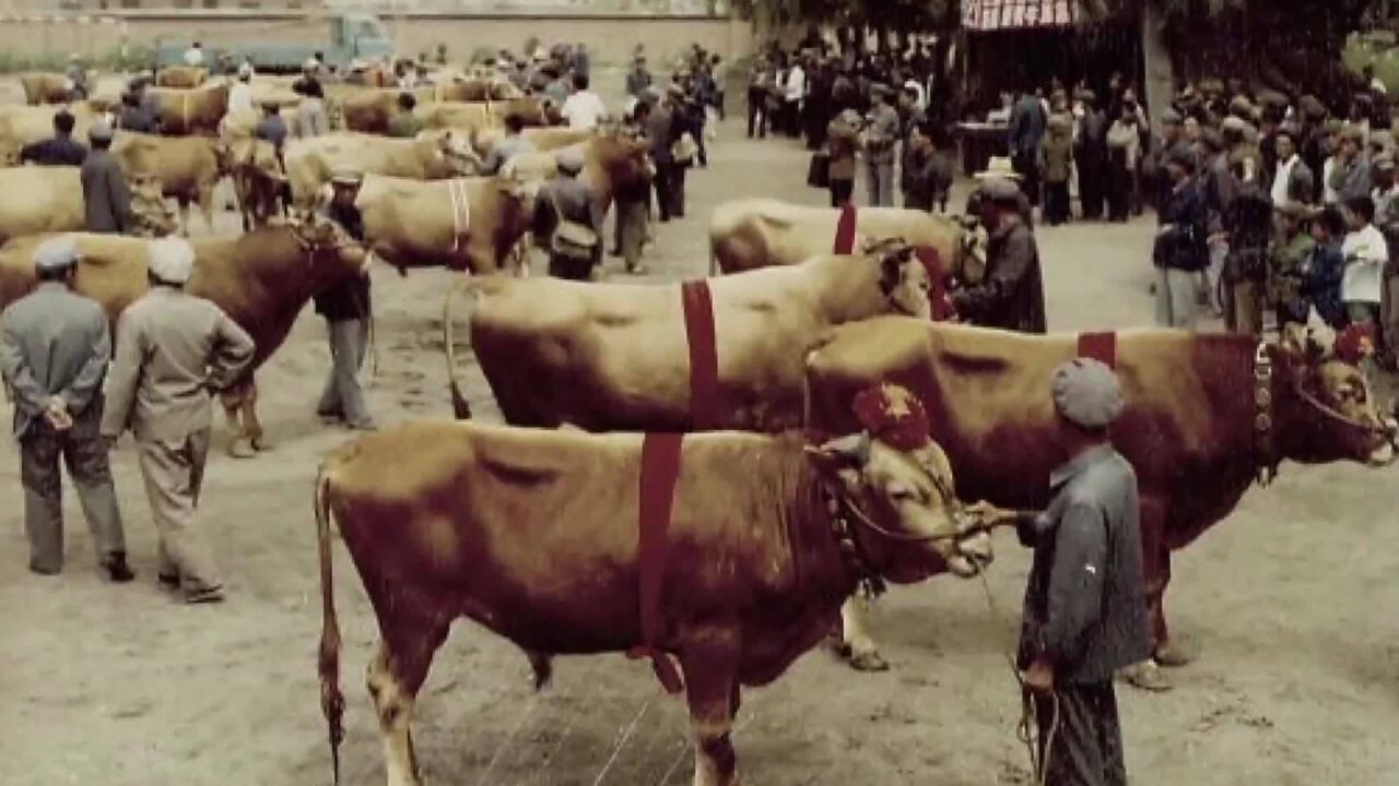 非常70年 好看延边 | 民俗风情:生态饲养,好牛好味!