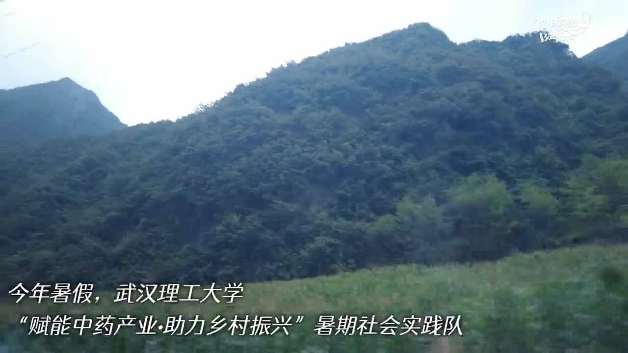 中药材种植基地的“田间思政课”