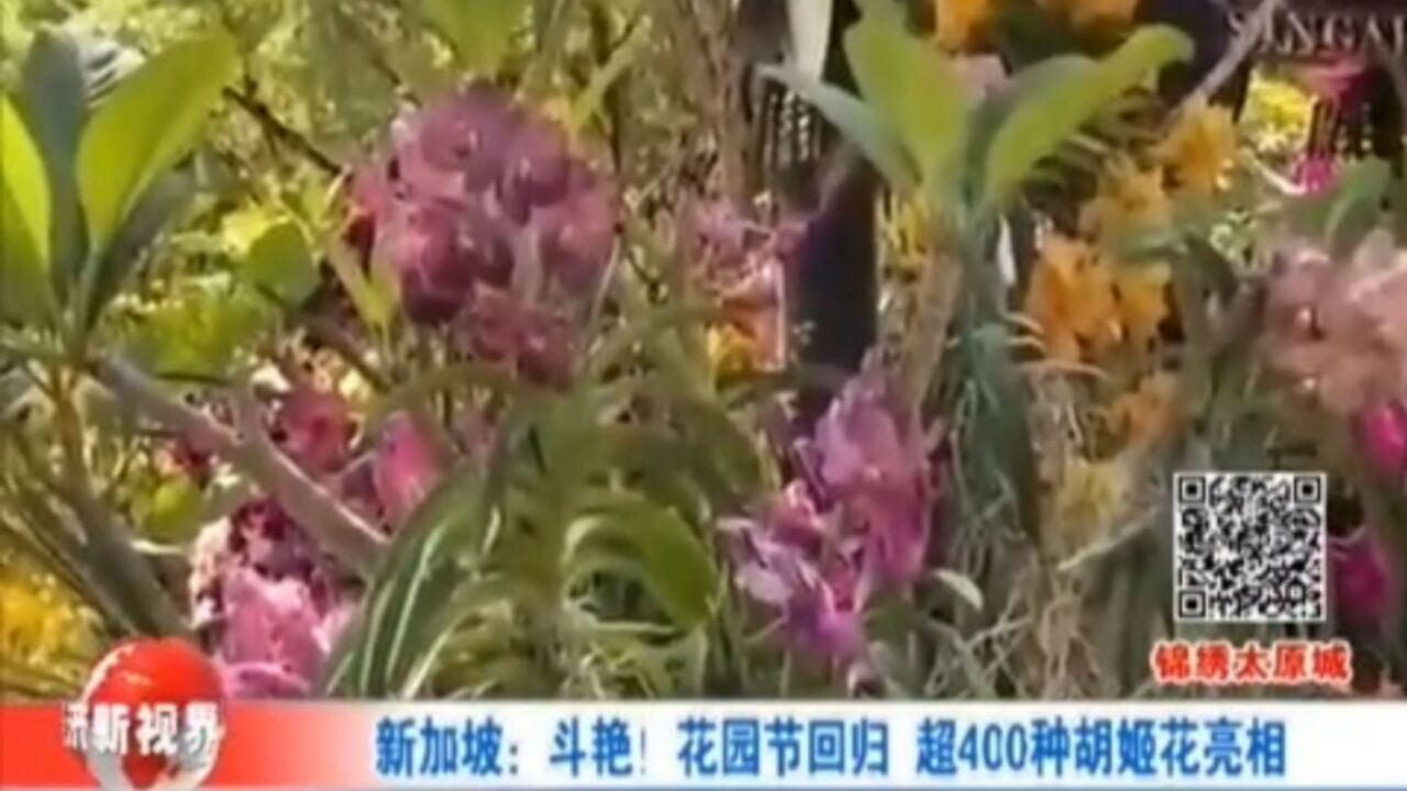 新加坡:斗艳!花园节回归,超400种胡姬花亮相