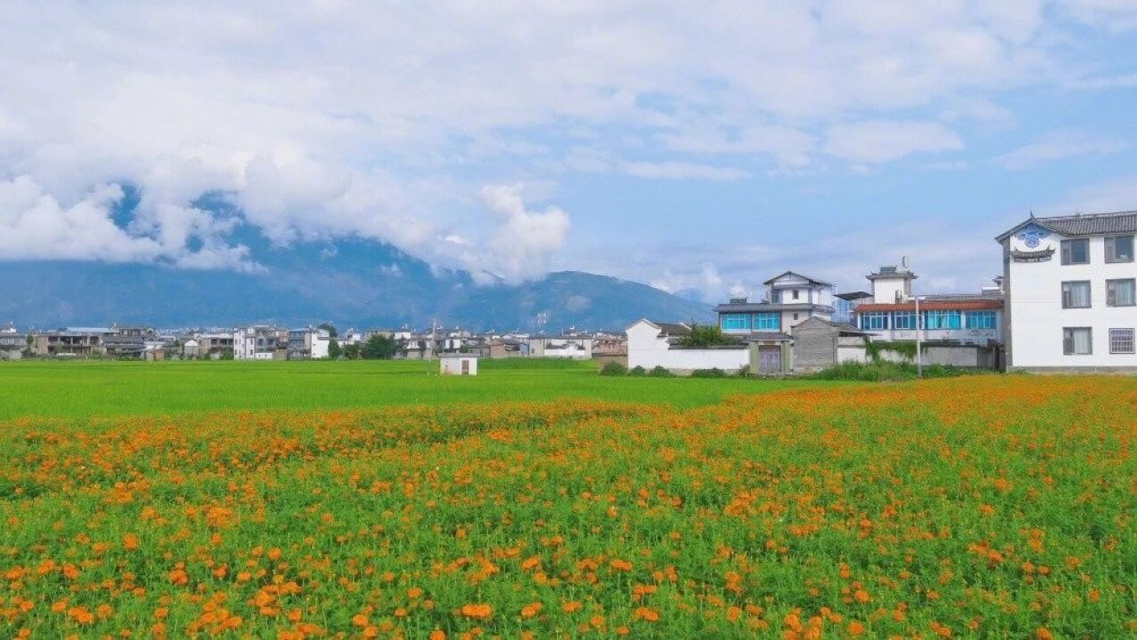 清凉的洱海风轻轻吹过,鸟鸣鸡啼不绝于耳,眼前稻田生机勃勃,万寿菊上蝴蝶纷飞,给人一种身处世外桃源的感觉.