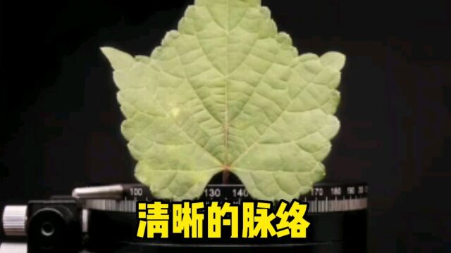 树叶放大一亿倍后,你发现了什么秘密?