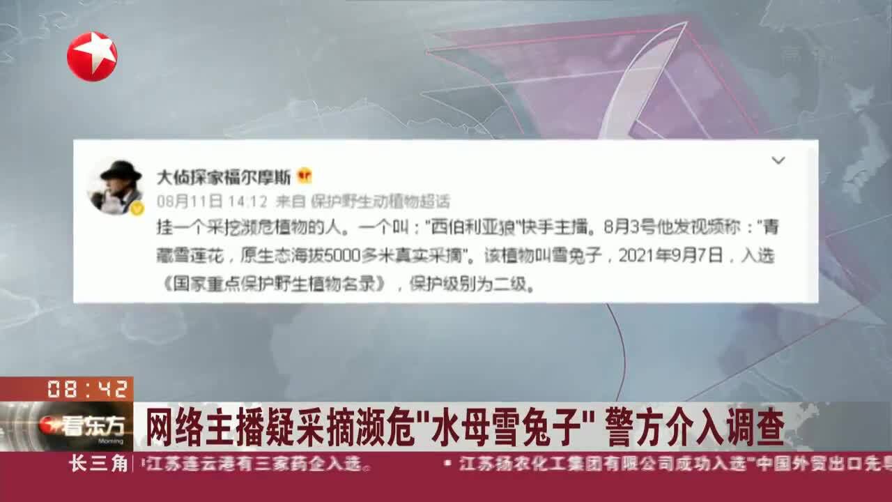 网络主播疑采摘濒危“水母雪兔子”警方介入调查