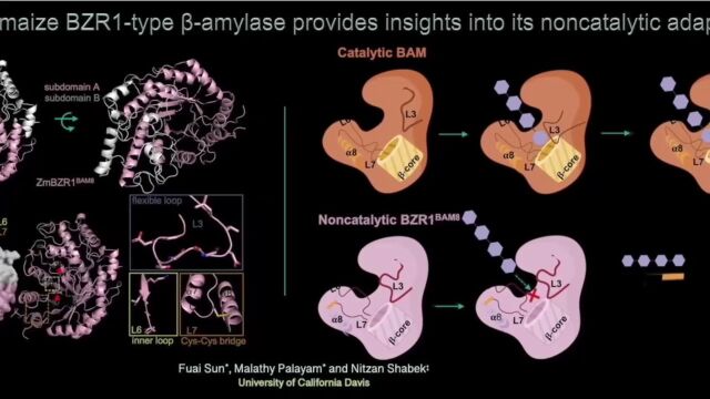 UC Davis解析BR信号途径BES1/BZR1类型mylase蛋白三维晶体结构