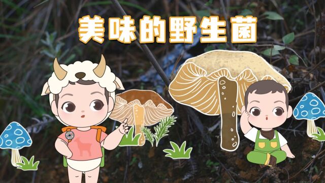 美味的野生菌——嘟嘟生活小百科