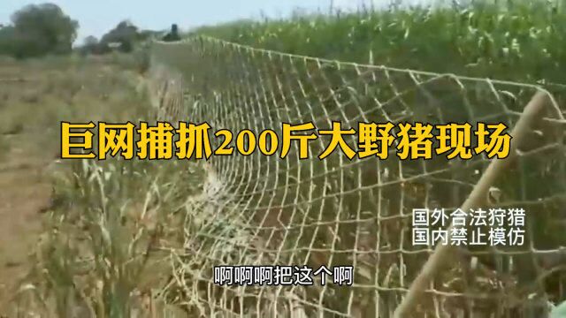 野猪闯入农田,村民布置百米大网,成功拿下200斤的大野猪现场!