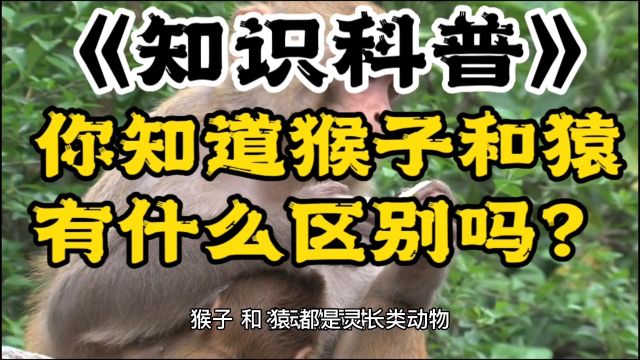 你知道猴子和猿有什么区别吗?