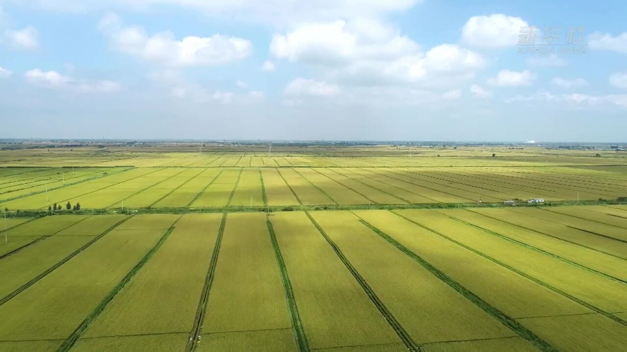 河北唐山:加强水稻田间管理促丰收