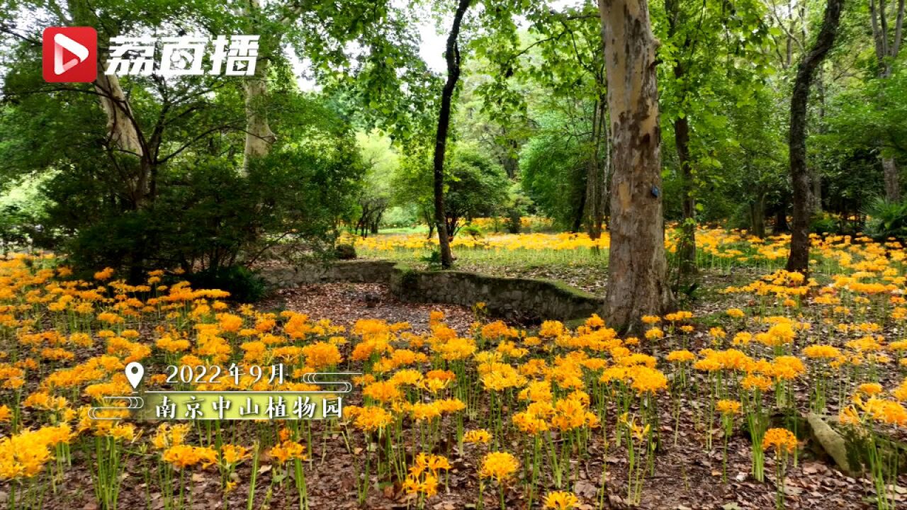 爱了爱了!南京植物园石蒜花开一地金黄