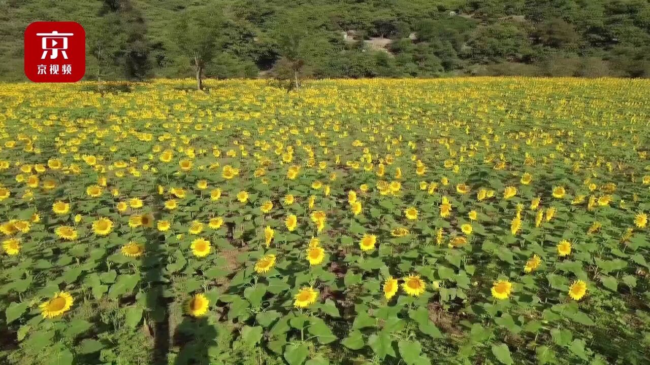 北京怀柔向日葵花开成海,旅游沟域景观提升