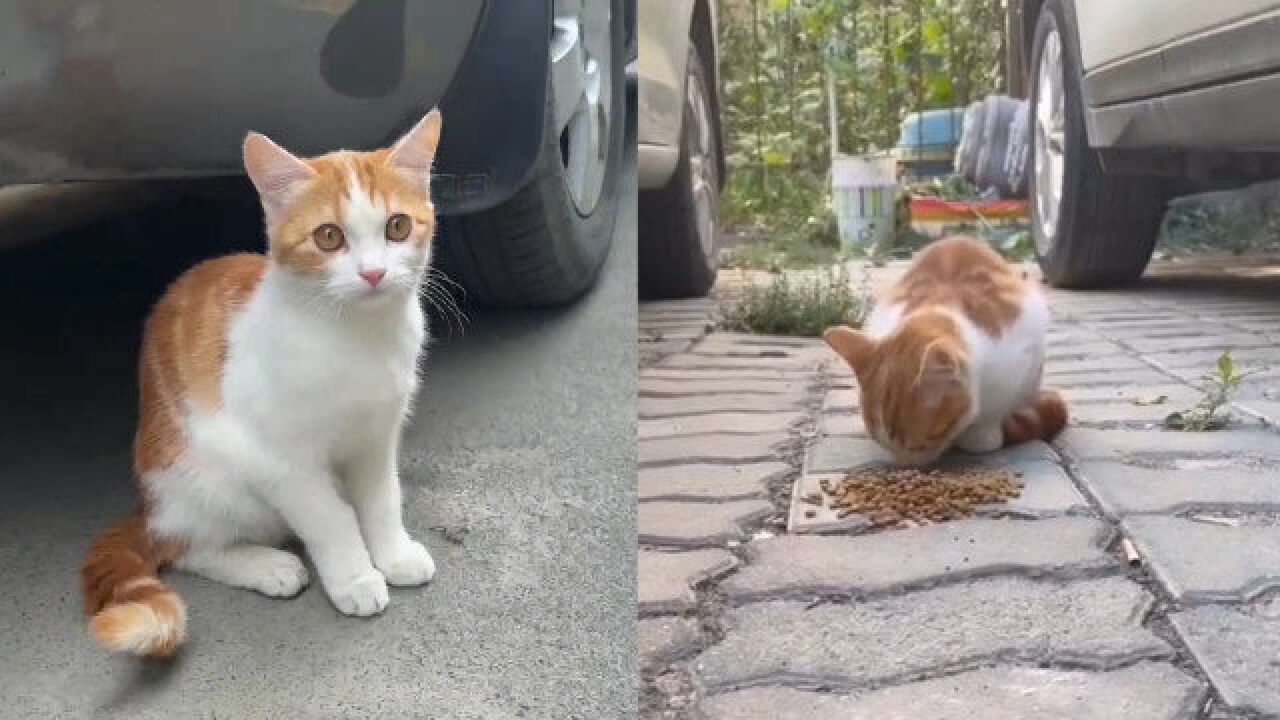 女子遇漂亮流浪猫忍不住夸赞,猫咪听到后坐在原地等夸,反应太萌