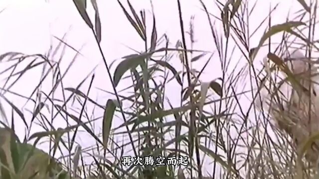 一口气看完“达摩祖师”的传奇人生.