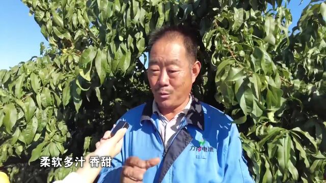 融媒主播话丰收丨维佳:晚黄油桃“甜蜜”上市