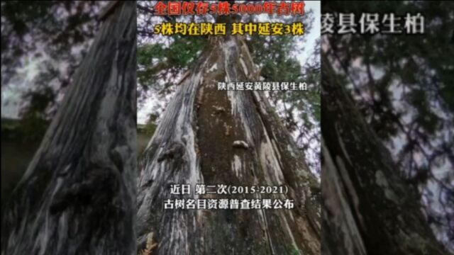 全国仅有5株五千年古树 据说有一株是皇帝所栽 你敢相信吗