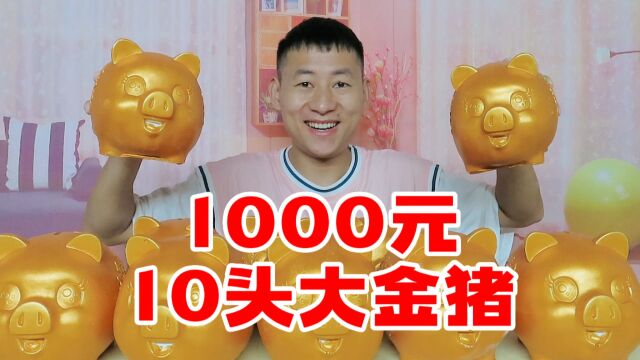 1000元砸10头大金猪,能砸出大奖吗?是赚还是亏呢!