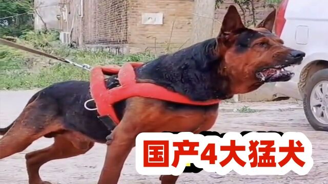 国产4大狼犬,一个比一个猛,您认识几种