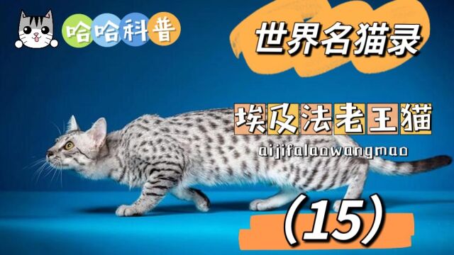 世界名猫录埃及法老王猫(15)