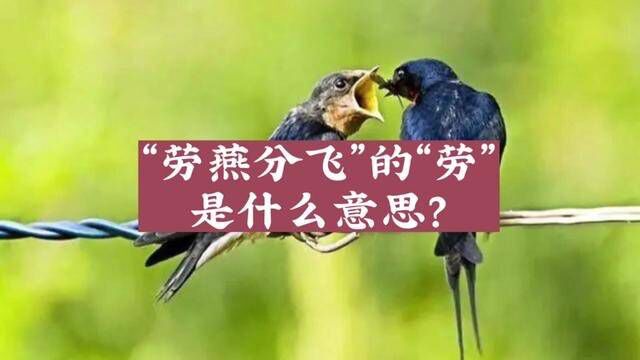 “劳燕分飞”的劳是指什么?#劳燕分飞#燕子#伯劳鸟#灰伯劳#各奔东西