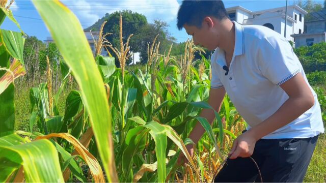 丰收的季节,去收玉米喽