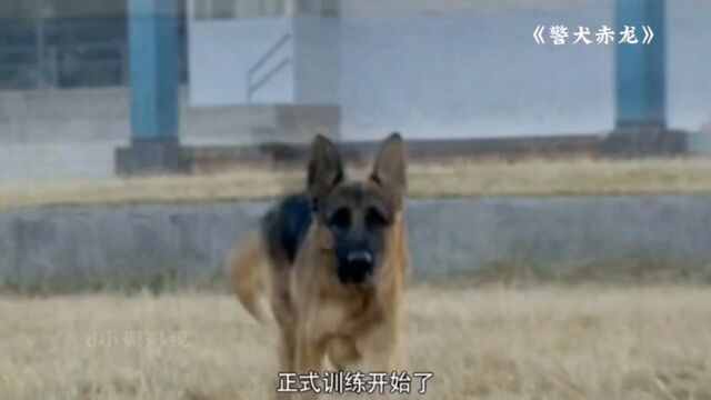 英勇的警犬赤龙