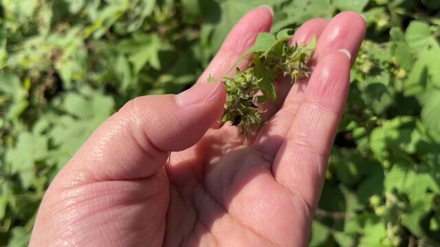 农村常见的植物拉拉秧,营养价值高用途广,生活中家家都需要