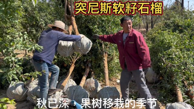 庭院“果树之王”软籽石榴,棵棵带果,种在房前院内寓意多子多福