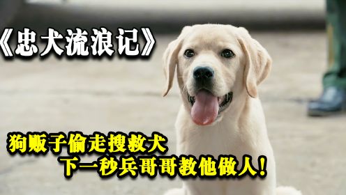 忠犬流浪记：狗贩子偷走搜救犬，下一秒兵哥哥教他做人！