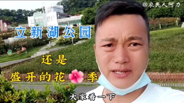 深圳市宝安福永立新湖公园,秋季还百花盛开