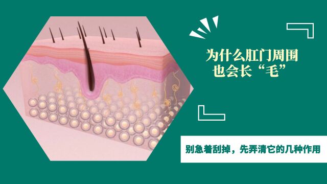 为什么肛门周围也会长“毛”?别急着刮掉,先弄清它的几种作用