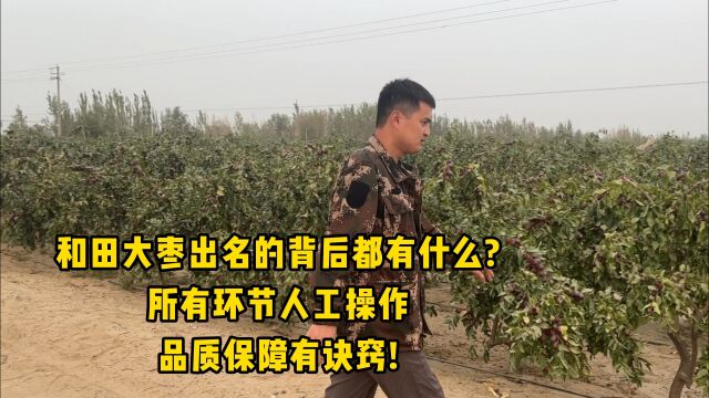 和田大枣出名的背后都有什么所有环节?人工操作品质保障有诀窍!