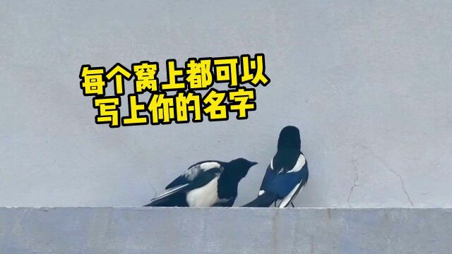 《关于喜鹊的爱情故事》