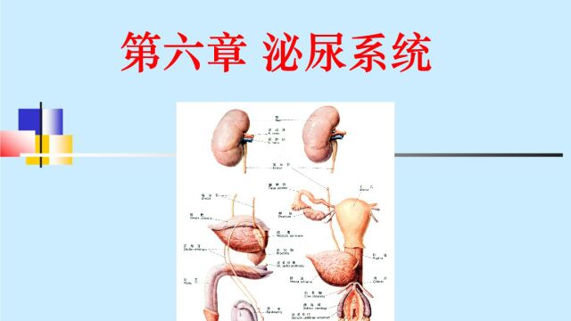 泌尿系统精讲【第02课】尿液检查