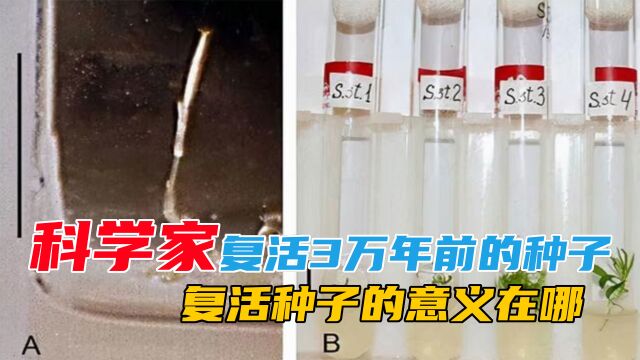 科学家复活3万年前的种子,开的花却已不同,复活种子的意义在哪