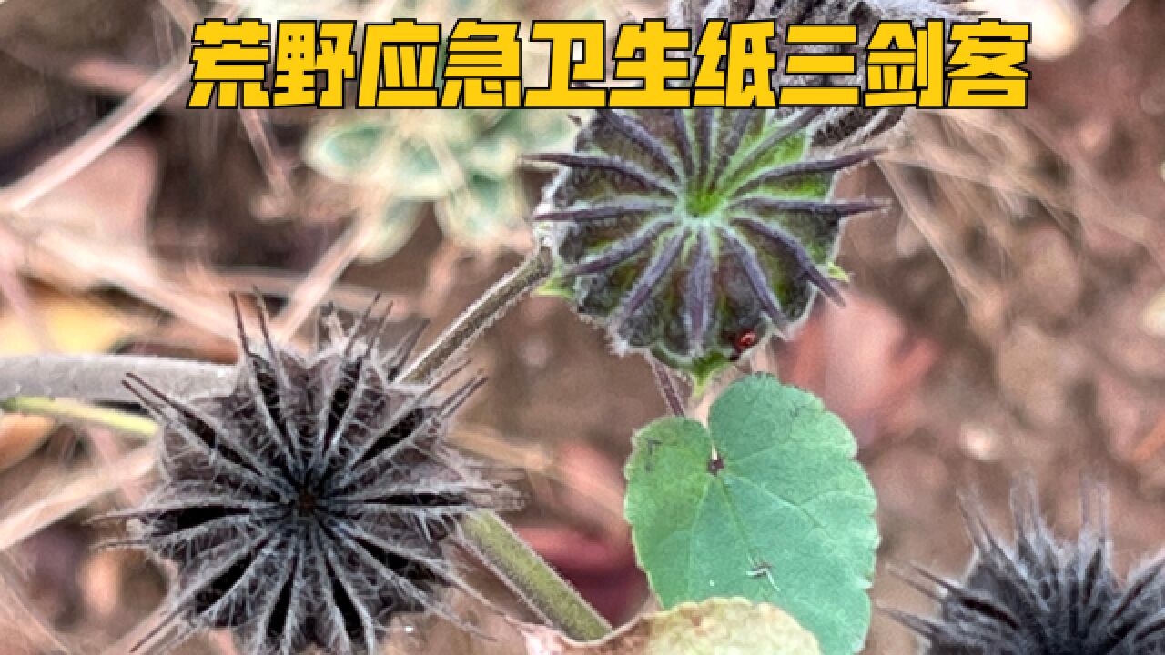 荒野应急卫生纸三剑客之一的苘麻还有哪些用处?