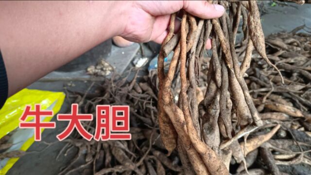 山上的野生药材!老板以200块钱一斤进行收购,家乡有的就发财了