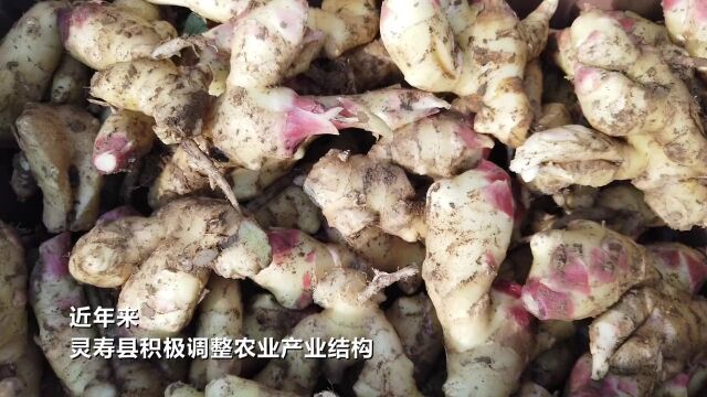 【央媒聚焦】石家庄灵寿:大姜丰收助农增收