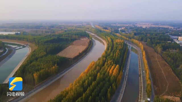 聊城东阿县:位山引黄干渠层林尽染 “穿越”秋色之美