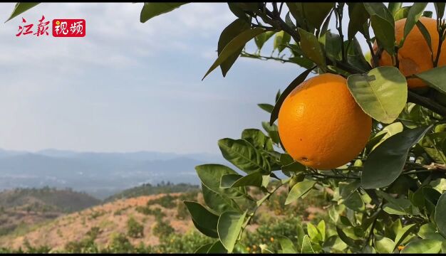 江西文化符号|赣南脐橙