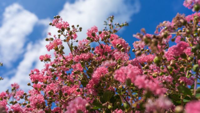 寺外桃源讲花卉 第二十二集《紫薇花树移栽时间及方法》