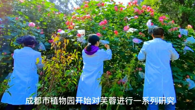 成都市植物园:科研助力芙蓉花开,满城锦绣独自芳华