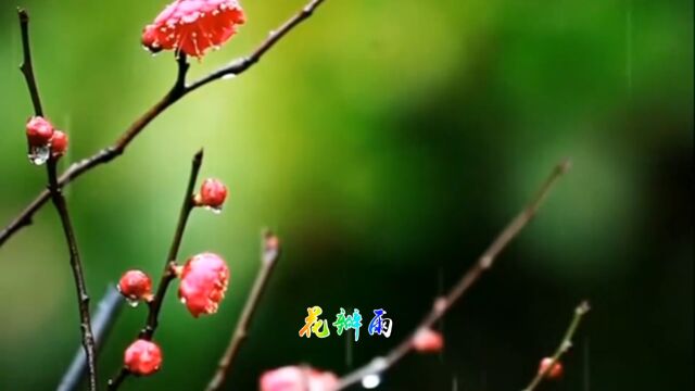 《花瓣雨》好听音乐