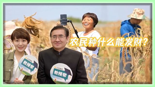 农民种什么能发财?