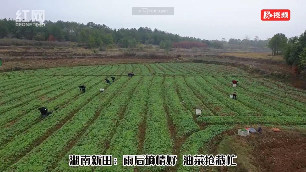 视频丨湖南新田:雨后墒情好 油菜抢栽忙