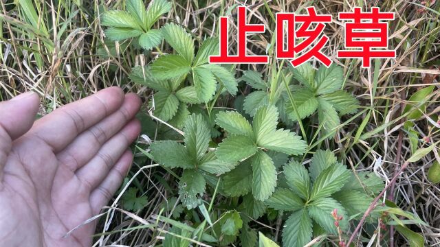 “止咳草”大家认识吗?它浑身都是宝用途特别强大,赶紧来了解下