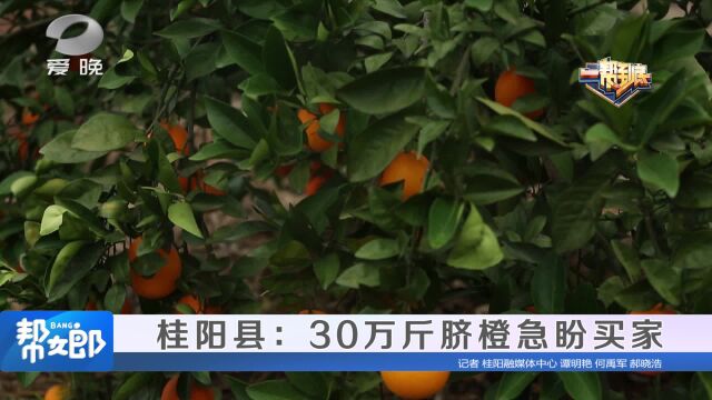 (一帮到底)桂阳县:30万斤脐橙急盼买家