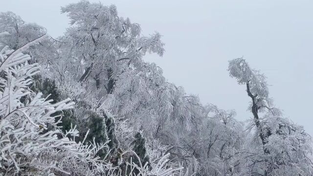 灌阳高寒山区银装素裹 雾凇景观美不胜收